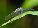 Micrathyria atra (Black Dasher) male.jpg